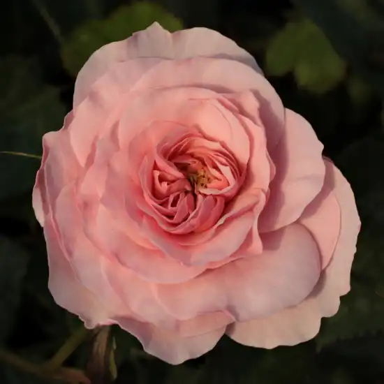Rosa Árpád-házi Prágai Szent Ágnes - roz - trandafir pentru straturi Floribunda